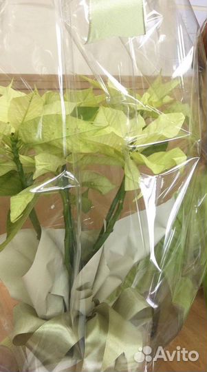 Пуансеттия