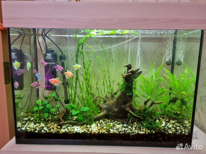 Аквариум с рыбами