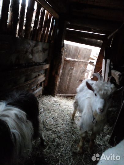 Козы и козлы 1год, 9 месяцев