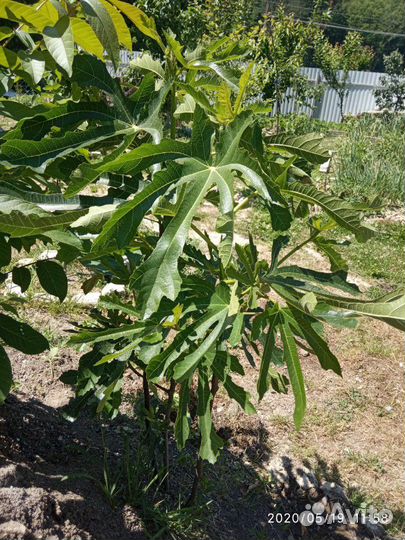 Смородина, вишня, инжир