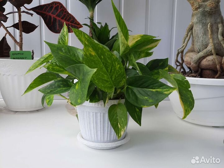 Сциндапсус эпипремнум