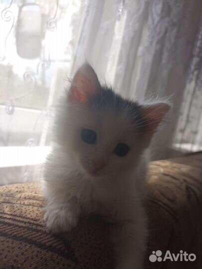 Котик малышок, белый пушистик