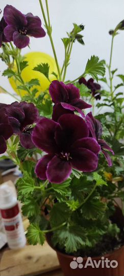Пеларгония герань королевская,колеус Блюма