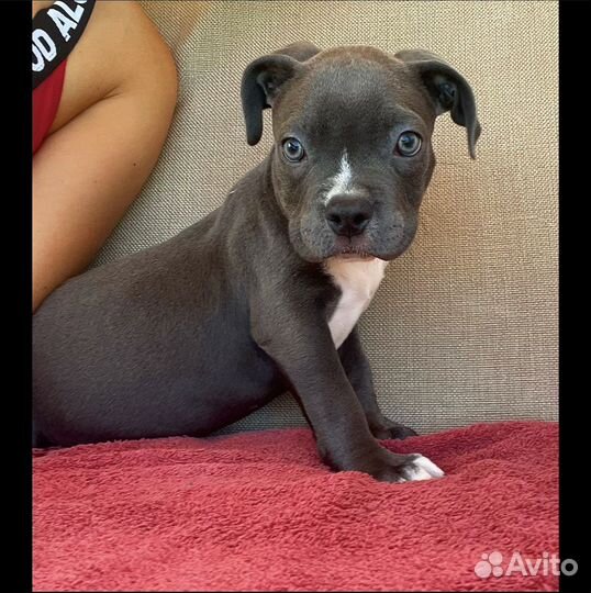 Американский булли покет