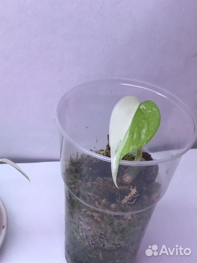 Монстера альба