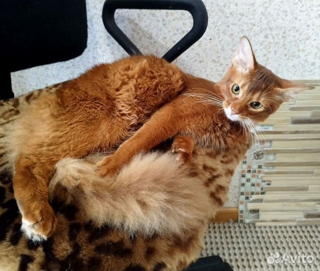 Сомалийский котёнок