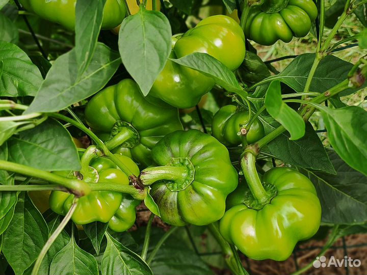 Семена перца ратунд (Болгария) 10сем