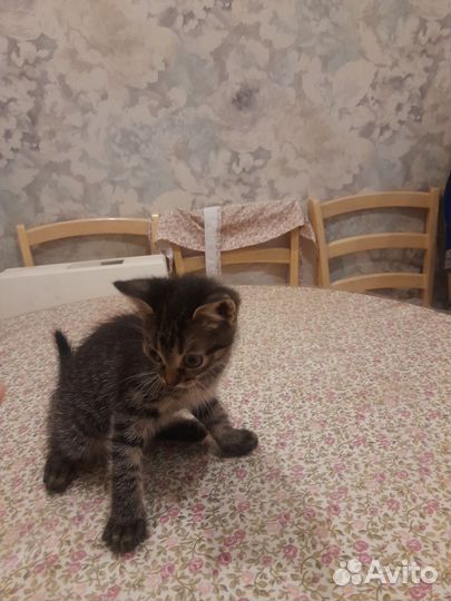 Киттик невдупленыш в дар