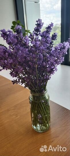 Лаванда с корнем