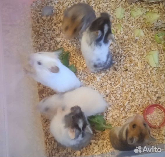 Сирийские ангорские хомяки, клетки, корм