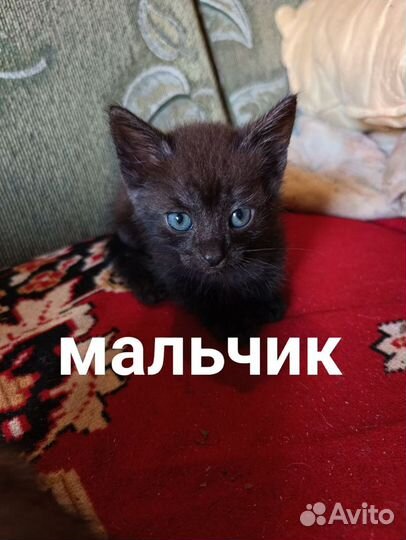 Кошки