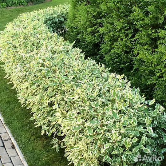 Саженцы дерен эленгатиссима