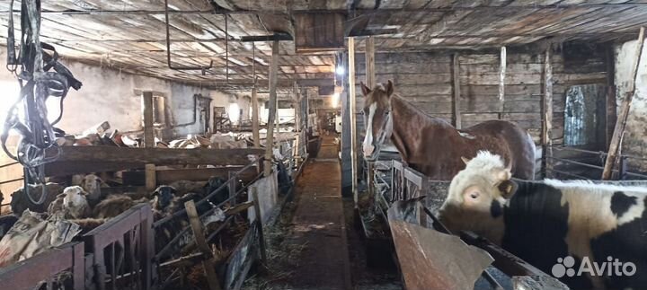 Фермерское хозяйство, крупнорогатый скот