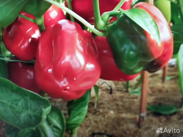 Рассада красного перца