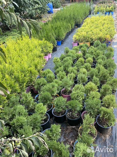 Декоративные растения для сада