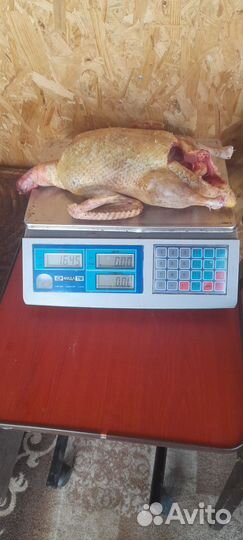 Индоутки на мясо