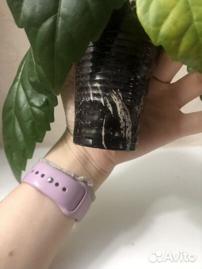 Гибискус китайская роза