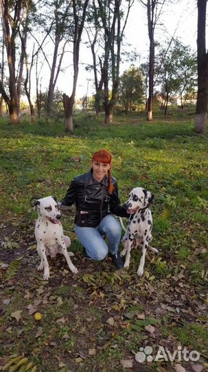 Передержка собак