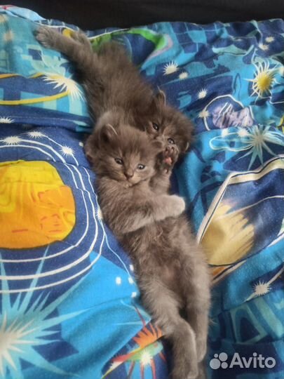 Котята в добрые руки бесплатно мальчики