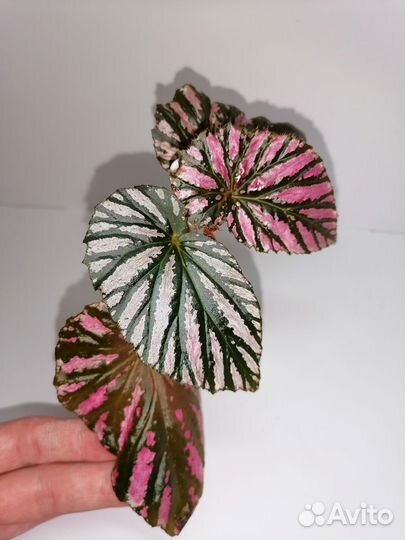 Бегонии природные