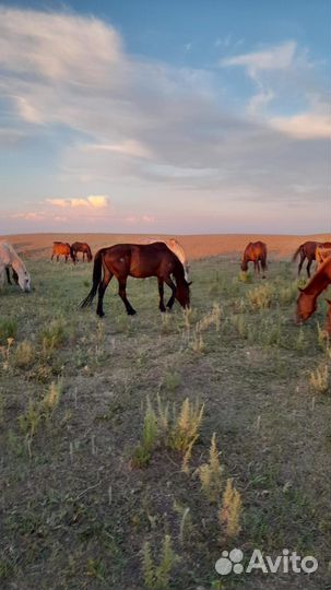 Лошадь с жеребенком