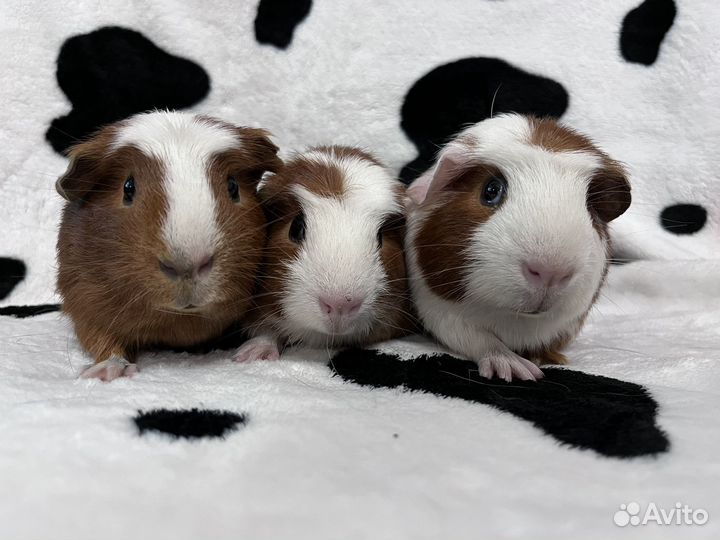 Морские свинки коестед цветной мальчики