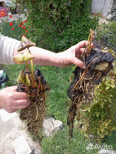 Нимфеи для пруда