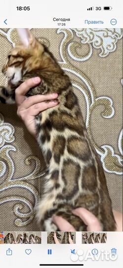 Бенгальские котята