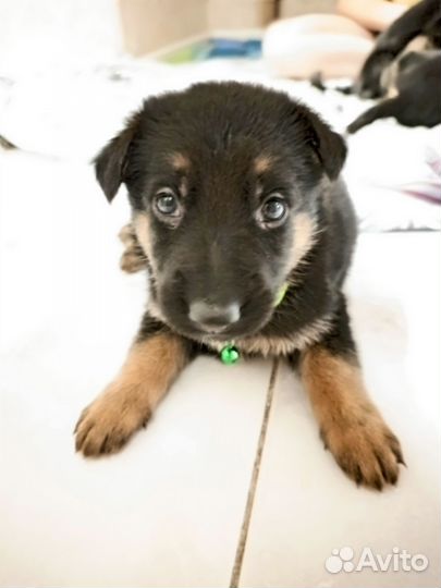 Щенки немецкой овчарки - девочки