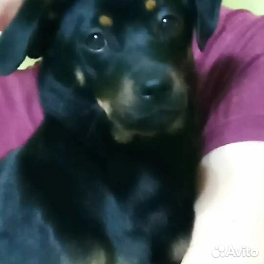 Собака в добрые руки маленькая порода