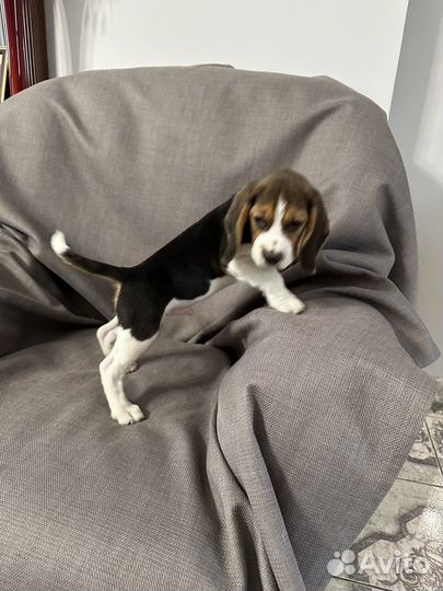 Щенки бигль москва