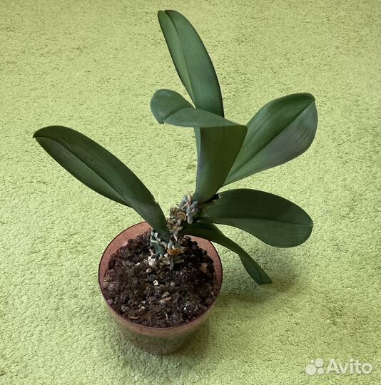 Орхидея в горшке