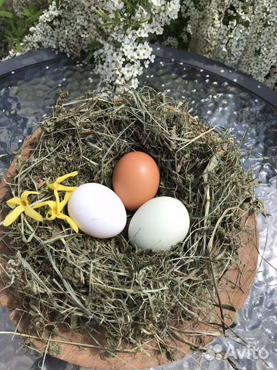 Инкубирую для вас яйцо домашней птицы
