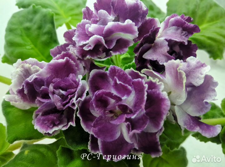 Фиалки сорт