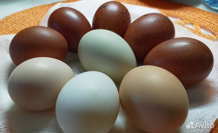 Инкубационное яйцо. Мараны, Утки