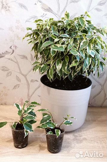 Фикус Бенджамина Кинки