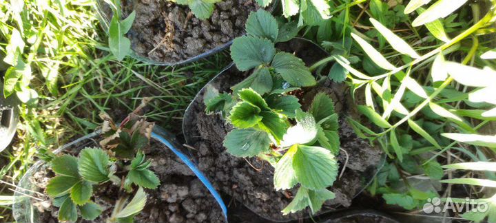 Сортовая клубника