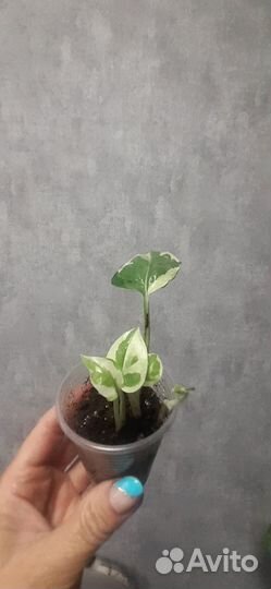 Сциндапсус,сансевиерия,пеперомия,сингониум,фиалка