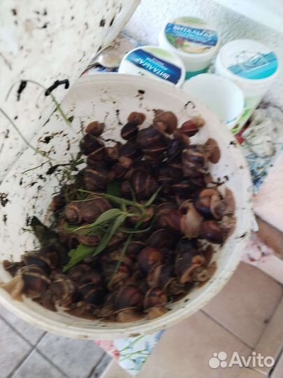 Улитки виноградные