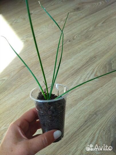 Зефирантес