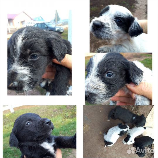 Русский охотничий спаниель щенята