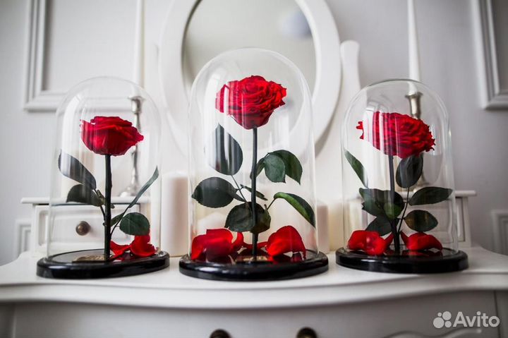 Розы в колбе. Высокое качество