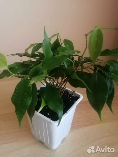 Фикус Бенджамина