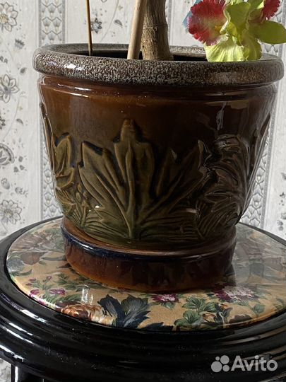 Толстянка (денежное дерево, живое дерево)