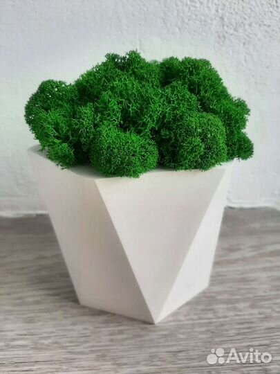 Стабилизированный мох