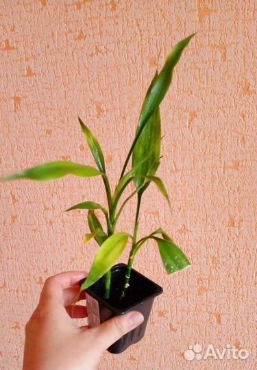 Эхеверия, суккуленты, драцена Сандера