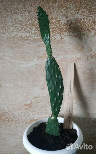 Опунция инжирная съедобная - турецкий кактус еда