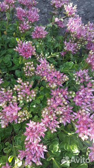 Почвопокровники, флокс шеловидный