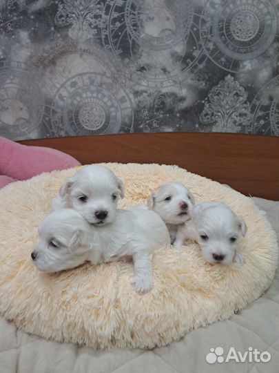 Щенки мальтийской болонки