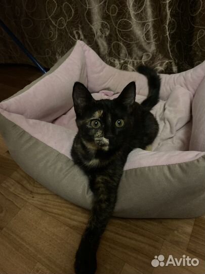 Кошка в хорошие руки